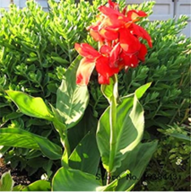 5 Canna Edulis Seeds Arrowroot Indian Shot Flowering Plant Garden USA Shipping - $8.36