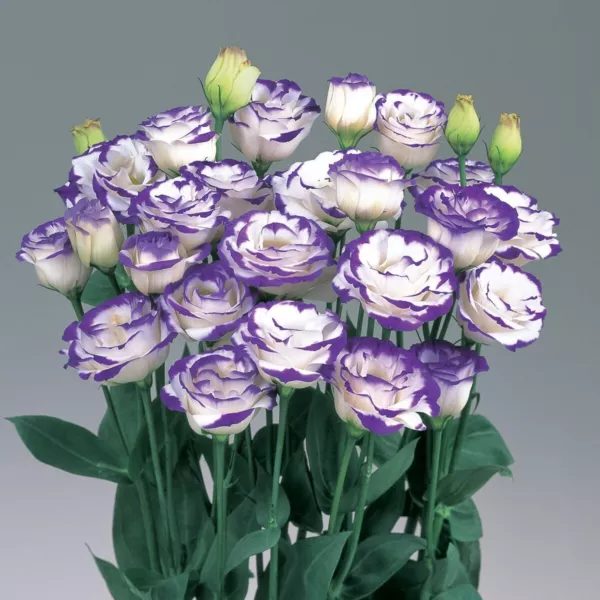 Lisianthus Seeds Rosita Blue Picotee 25 Pelleted Seeds Cut Flower Seeds Fresh Ne - £13.74 GBP