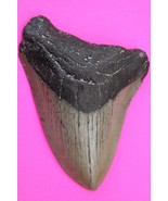 Authentic Megadolon Shark Tooth 3.68 Inches 72 Grams Fossil Dino Girl CO... - $153.57 CAD