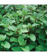 Peppermint Herb Plants Fresh Herb Mint Plant US Fast Shipping - $986.06 MXN