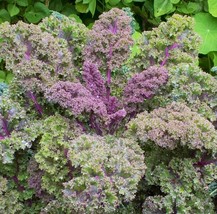 KKG Red Russian Kale Seeds Purple Siberian Rouge Vegetable Collard Seed ... - $7.89