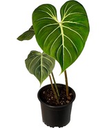 Philodendron Live Gloriosum Zebra, Green Plant| Philodendron Exotic Hous... - £27.61 GBP