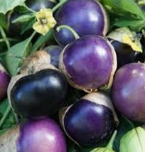 50 Seeds Purple Tomatillo Seeds USA Garden - £7.46 GBP