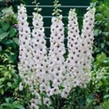 200+ Pacific Giant Galahad Delphinium Seeds - £6.95 GBP