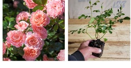 Starter Plant Apricot Drift Groundcover Rose - ( 8m ) ( 1 live plant ) - £32.23 GBP