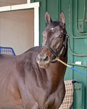 COLOR PHOTO MEDINA SPIRIT Headshot  Pimlico walking shedrow - $149.11 MXN+