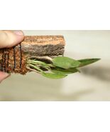 OCTOMERIA DIAPHANA SMALL ORCHID MOUNTED - $43.00