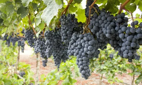 50 Wine Grape Vine Seeds For Planting Usa Seller - $18.18