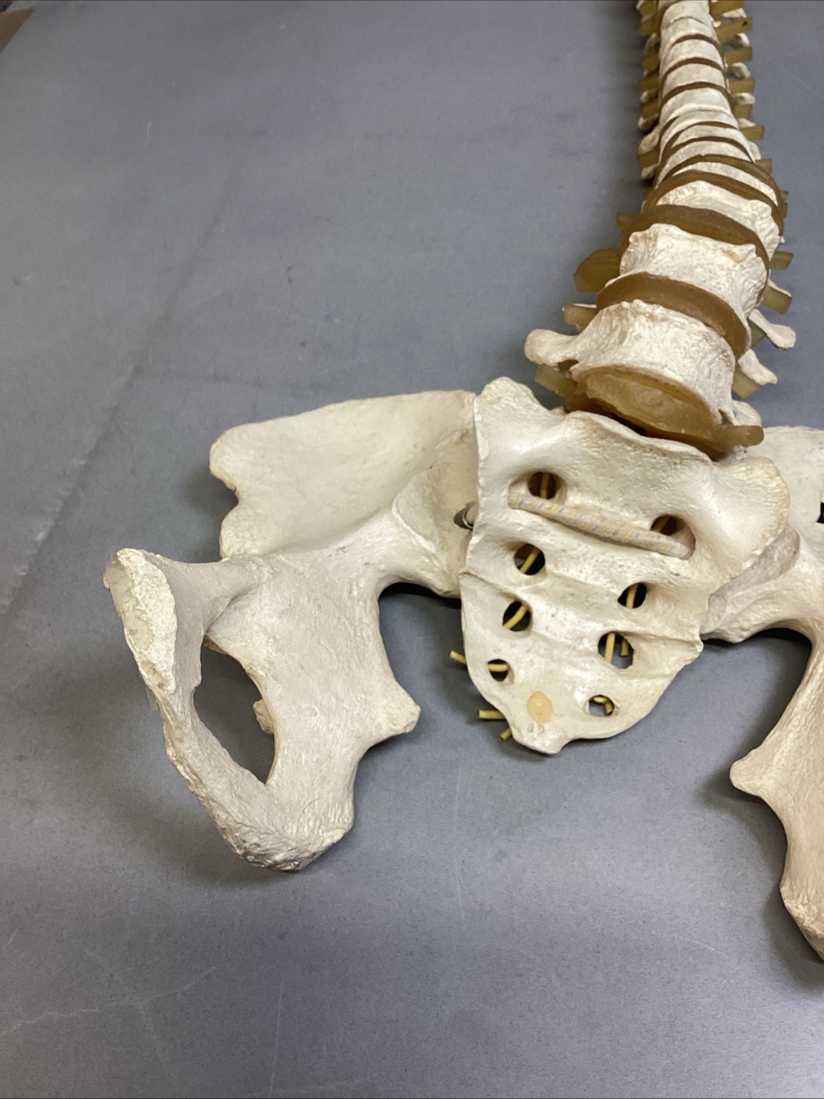Resin Human Vertebral Column with Pelvis Skeleton Model Medical Anatomical Spine Item image 3