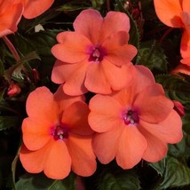 50 Impatiens Seeds Impatiens Sun And Shade Resister Coral - £17.22 GBP