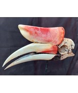 Taxidermy  Hunting  Rhinoceros Hornbill  Skull Bird - $25,294.90 MXN