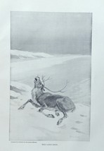 Hermann Simon,1897 rare antique painting (the lone Deer) oringial 1897outing Mag - £14.30 GBP
