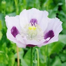 Poppy Blue Moon Poppy Flower Unique Fall Planting Pure Seed 50 Seeds - £4.78 GBP