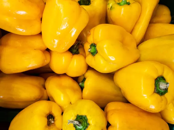 Top Seller 50 Yellow Cheese Pimento Pepper Capsicum Annuum Vegetable Seeds - £11.46 GBP