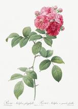 Seven Sisters Roses - Multiflora Rose - 1800&#39;s - Pierre Joseph Redoute - Magnet - £9.58 GBP