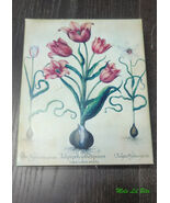 Tulipa Perfica Aperta Antique Botanical Tulip Study - $56.05
