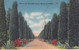 Australian Pines Beautiful Street Florida FL Winter Park Postcard A12 - £2.35 GBP