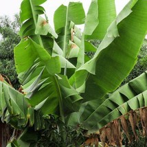 USA SELLER Musa Sikkimensis Darjeeling Darjeeling Banana 10 Seeds Free Shipping - $18.40