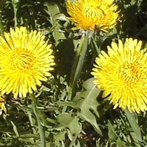 US Seller 5 Taraxacum Officinale Dandelion Seeds - £10.60 GBP