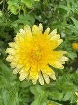 40 Calendula Pacific Beauty Cream Seeds Re-Seeding Flower Long Lasting Annual - £14.35 GBP