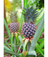 Live Plant Florida Special Pineapple Plant  3 Live Starter Plant  Ananas... - £37.65 GBP