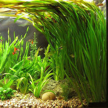 Aquarium Plants Decorations Beginner Vallisneria Asiatica Potted Freshwa... - £23.62 GBP