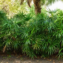Licuala Grandis Palm Seeds x5 - Lush Indoor Plant Seed Kit, Grow Your Own Tropic - £3.21 GBP