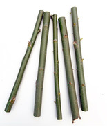 5 Hybrid Willow Cuttings is One of the Fastest Growing Tree - £11.03 GBP