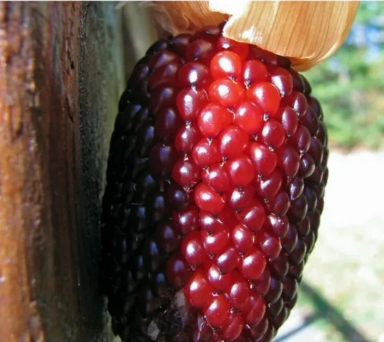 FG Strawberry Popcorn Indian Corn 20+ Seeds | Exotic &amp; Rare - £9.56 GBP