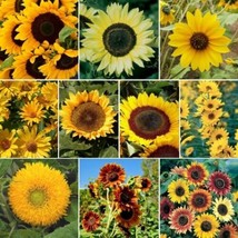 50 Seeds Sunny Sun Power Sunflower Mix 10 Species - £10.16 GBP