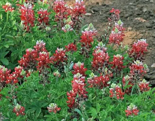 Lupinus Texensis Alamo Fire Texas Bluebonnet &#39;Texas Maroon&#39; 5 Seeds Fresh Garden - £20.44 GBP