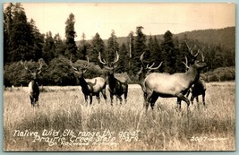 RPPC Wild Elk Prairie Creek State Park Redwood Highway California CA Postcard J6 - £3.83 GBP