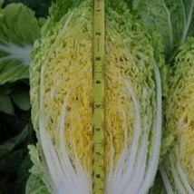 Autumn Express Chinese Cabbage 100 Seeds New Fresh Seeds - £13.60 GBP