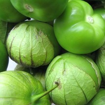 USA Seller 50 Tomatillo Seeds Monster Green Tomato Seeds - £14.54 GBP