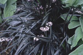 Ophiopogon Planiscapus Nigrescens Black Mondo Grass 5 seeds Fresh Gardening - $337.12 MXN