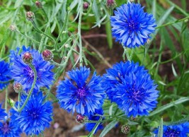 SR12Store 50 Bright Blue Bachelor&#39;S Button Seeds Annual Seed Flower Flowers Gard - £6.44 GBP