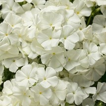 RAFHSTORE 50 Intense White Phlox Seeds Flower Perennial Seed Flowers Butterfly 1 - £7.30 GBP