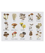 Mushroom Species Types Poster A3 42x29cm BLPA3P54 Fungi Fungus Cup Photo... - £10.11 GBP