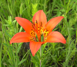 Prairie Lily 25 Seeds for Planting - Wood Lily Bulbs - Red-Orange Petals - £13.57 GBP