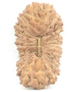 Rare 22 Mukhi Rudraksha / Twenty Two Face Rudraksh - Java - IGL Certified - £990.61 GBP