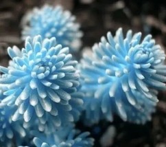 Rare Succulent Lithop Seeds 100PcsPack From US - $12.99