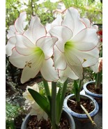 2Bulbs/bag,Hippeastrum seeds Amaryllis bulbs flower seeds, large showy f... - £23.12 GBP