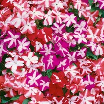 Impatiens Walleriana Accent Star Mix Impatiens Seeds 100 Seeds Fresh USA Fast Sh - $18.99