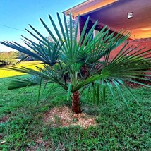 FG 10 Windmill Fan Palm Tree Seeds Trachycarpus Fortunei Most Cold Hardy Palm Pl - £10.16 GBP