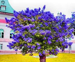 200  pcs Bonsai Lilac Flower Syringa Vulgaris Sensation Bonsai Lilac Flower Tree - £4.70 GBP