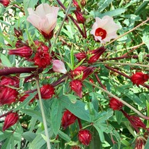 2 Live Roselle Hibiscus Plants In A Pot Simple To Cultivate Remarkably Productiv - £24.35 GBP