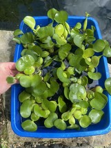 (15) Water Hyacinth Koi Pond Floating Plants Rid Algae Shade Filter 3-4”... - $38.00