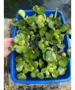 (15) Water Hyacinth Koi Pond Floating Plants Rid Algae Shade Filter 3-4”... - $38.00