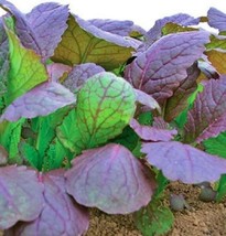 Red Garnet Mustard Seeds Non-Gmo Heirloom Seeds Fresh Gardening USA SELLER - $6.64