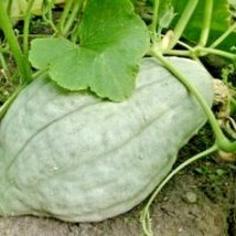 30 Blue Hubbard Winter Squash Seeds Heirloom Native Vegetable Sweet Potato Taste - £11.76 GBP